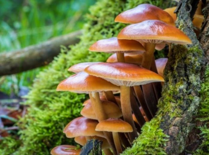 Медени гъби на дърво Медоносни гъби в мъх