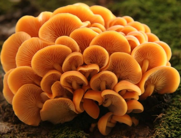 Зимни медени гъби Гъби Фламмулина