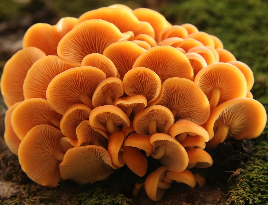 Гъби Фламмулина