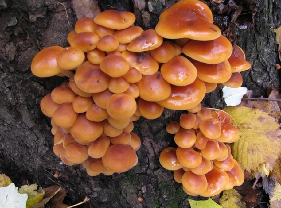 Медени гъби на дърво