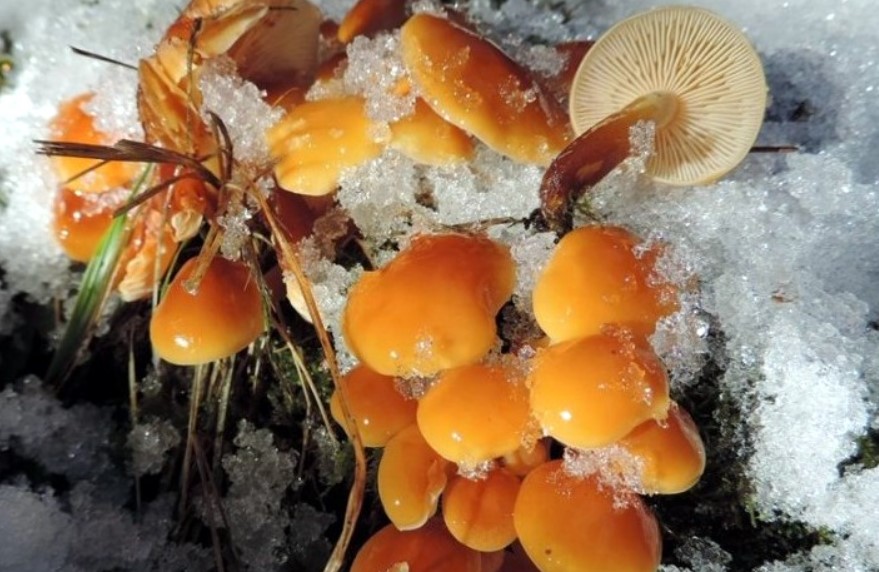 Зимни медени гъби