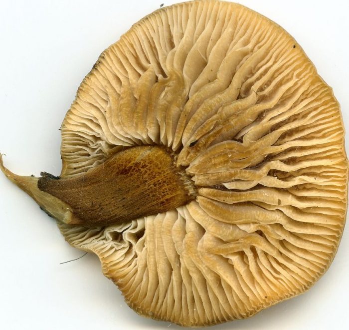 Зимни медоносни гъби Гъбени хриле