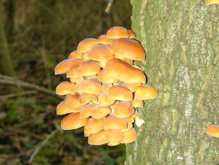 Как растат медоносните гъби Медени гъби на дърво