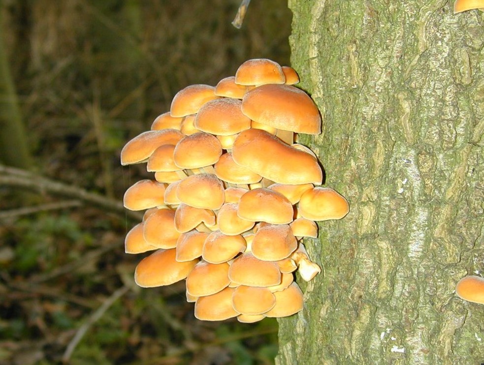 Медени гъби на дърво
