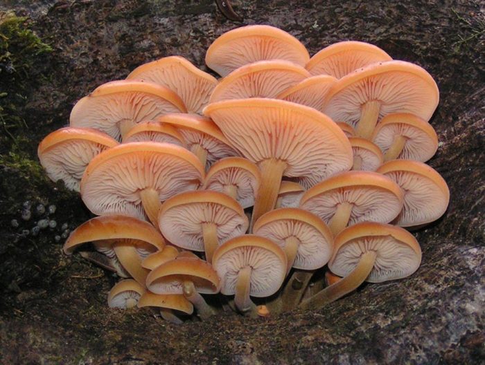 Как расте зимната медена гъба Гъби Фламмулина на дърво