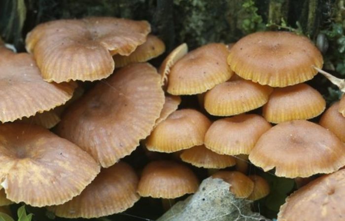 Зимни гъби Фламмулина Гъби Фламмулина