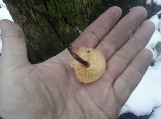 Гъба с тъмно стъбло и без пръстен Зимна медоносна гъба