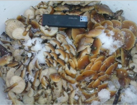 Медоносни гъби след прибиране на реколтата Събрани медени гъби