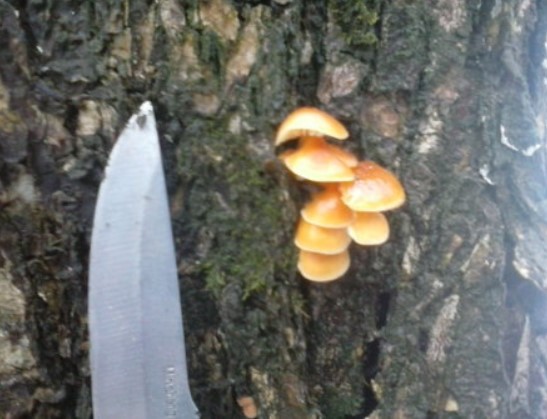 Млади медени гъби през зимата Млади медени гъби на дърво