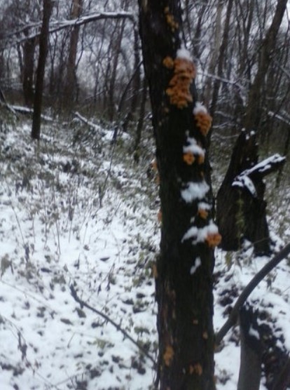 Цяло дърво от медоносни гъби Зимна гора и медени гъби