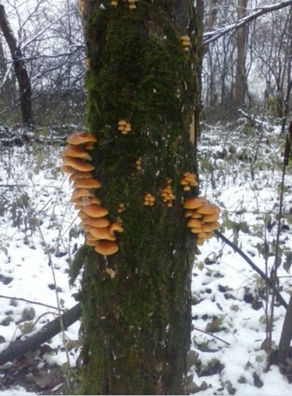 Медоносни гъби в зимната гора Още едно дърво с медоносни гъби