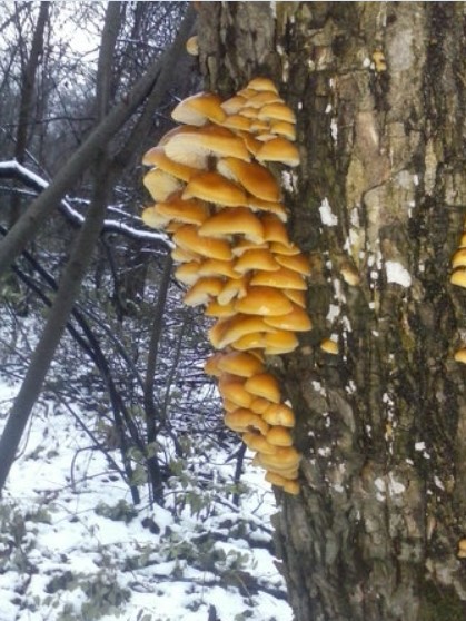 Красиво семейство зимни медоносни гъби Голямо семейство зимни медоносни гъби