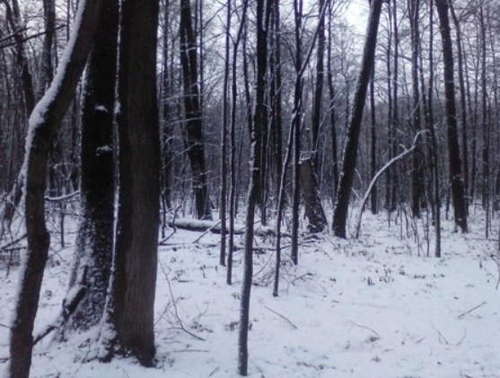 Гора през зимата Зимна гора