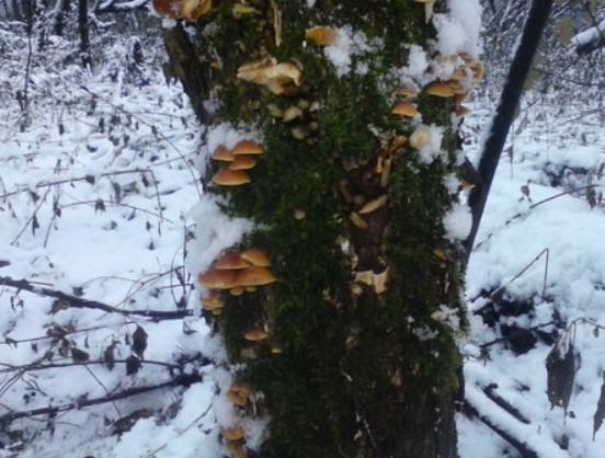 Събиране на медени гъби през зимата Голям брой зимни медоносни гъби