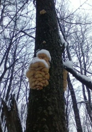 Недостижими медени гъби Големи медени гъби на височина