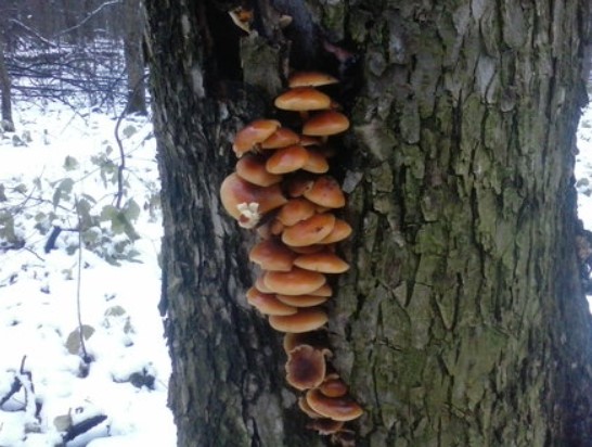 Зима и медени гъби Дърво с медени гъби в зимна гора