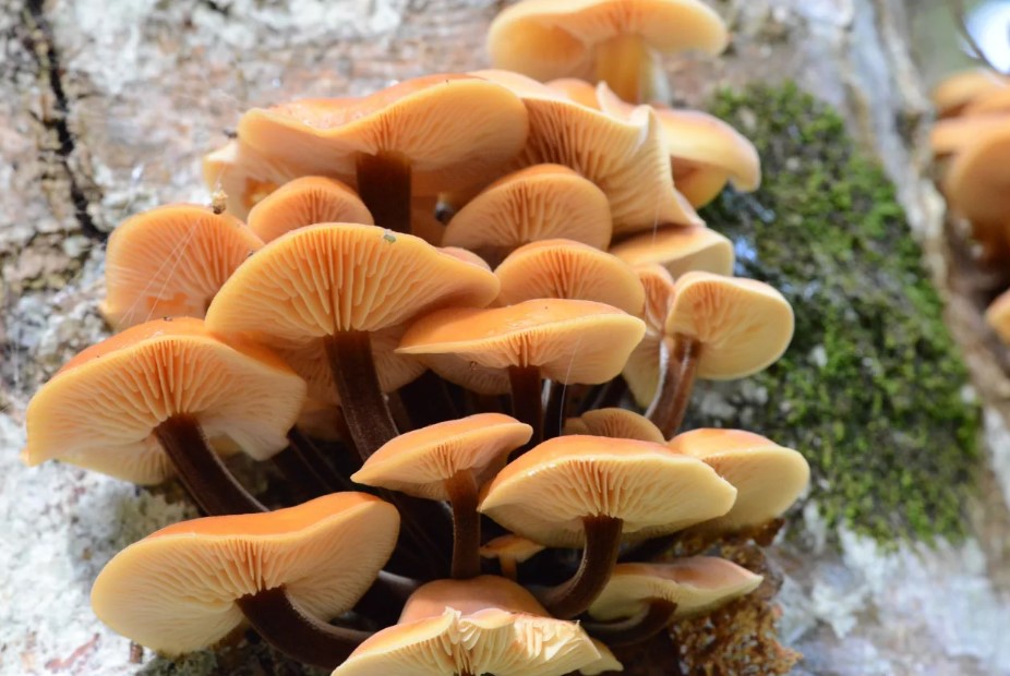 Зимни медени гъби на дърво