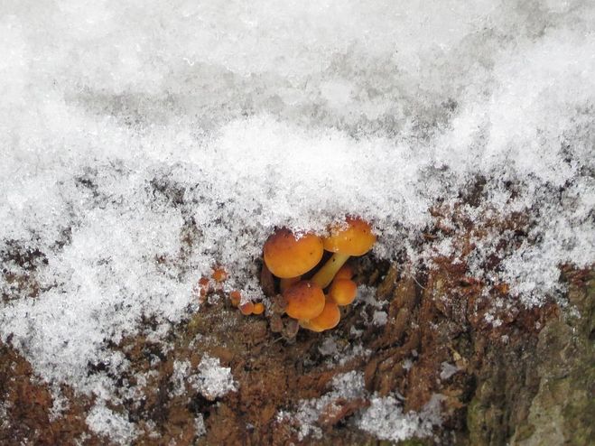 Медени гъби под снега