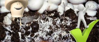 Мицел от шампиньон