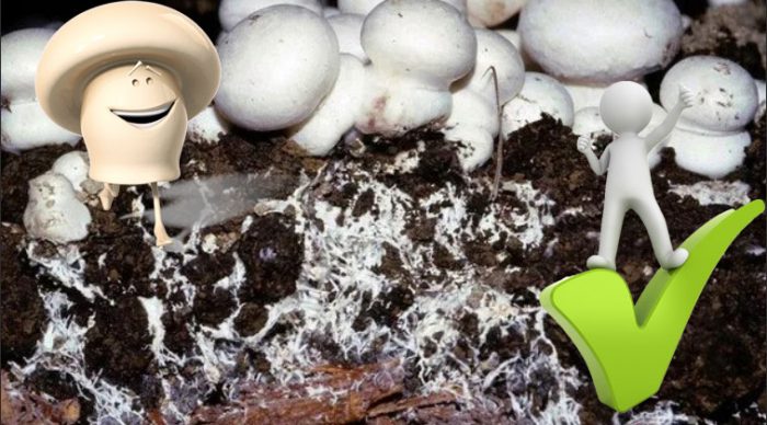 Мицел от шампиньон