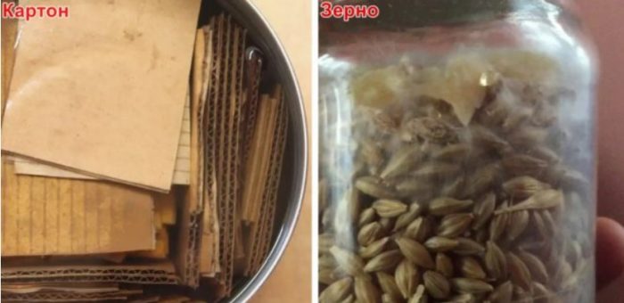 Зърно и картон за отглеждане на мицел