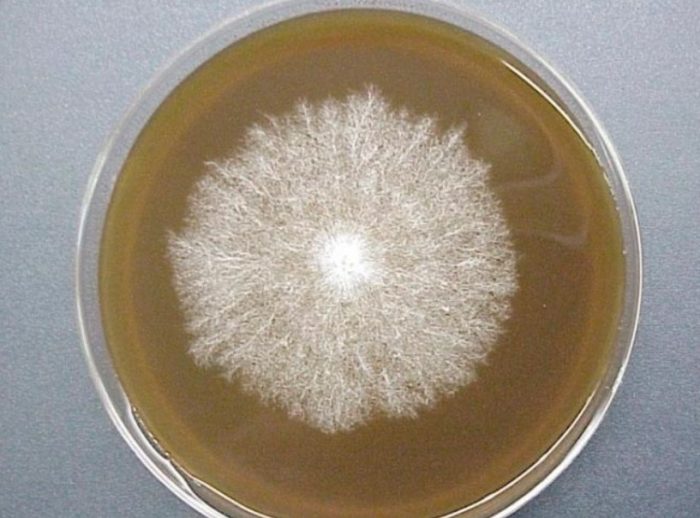 Споров метод за култивиране на мицел