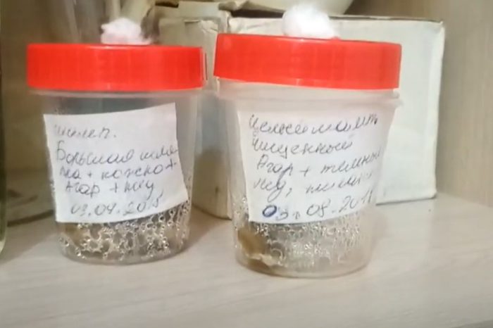 Буркани за отглеждане на мицел