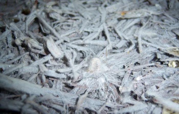 Мицел върху компост