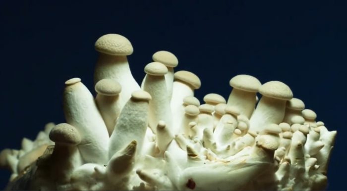 Млади кладници