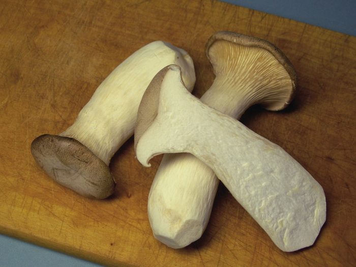 Пулпа от кладници