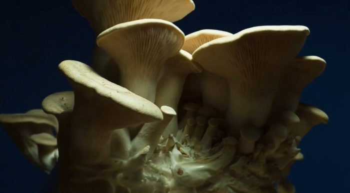 Отглеждани кладници