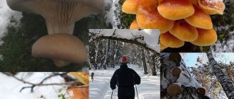 Бране на гъби през зимата