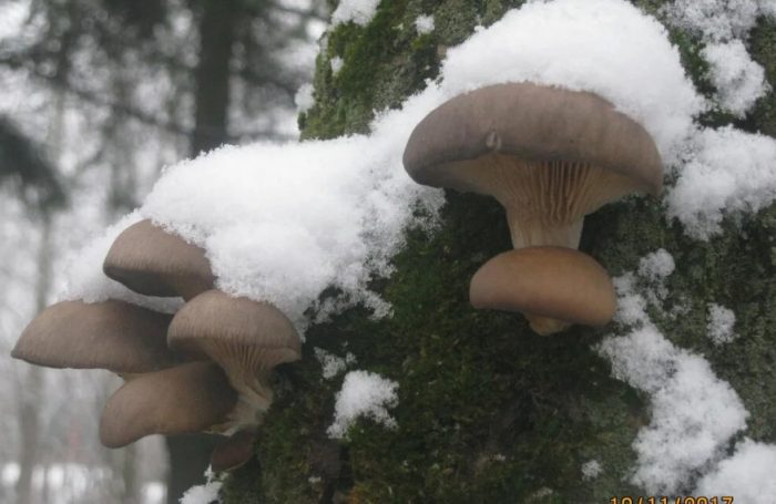 Стриди гъби през зимата