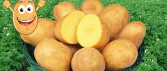 Жълт сорт Адрета