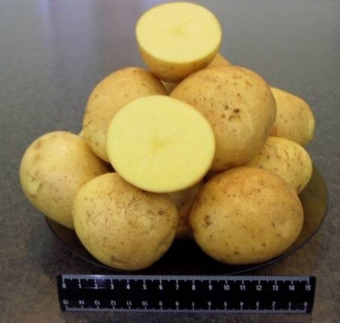 Клубени от сорта Адрета