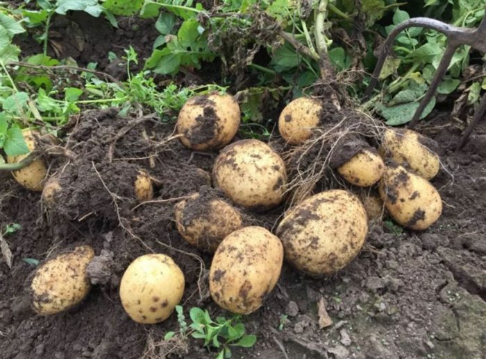 Реколта от храст