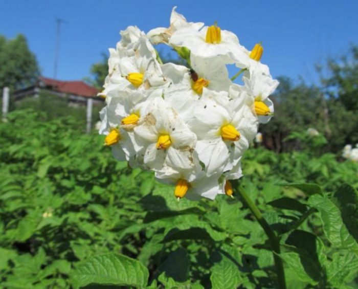 Храсти от сорта картофи Адрета