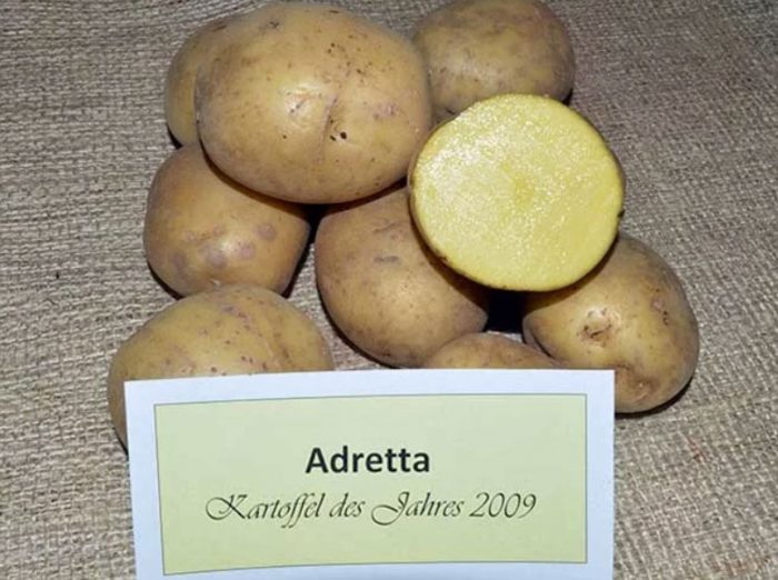 Сорт Адрета