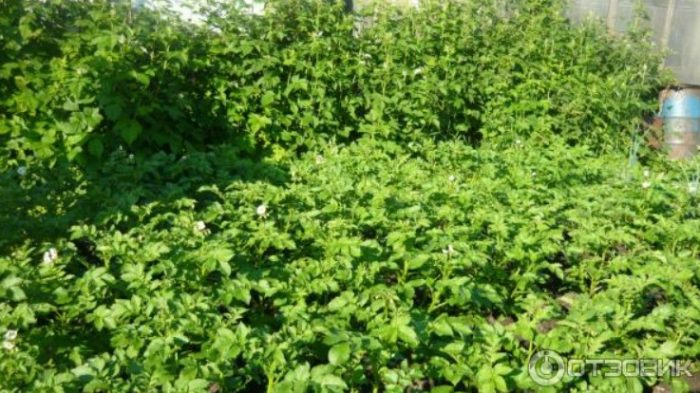 Зелените картофи Адрета