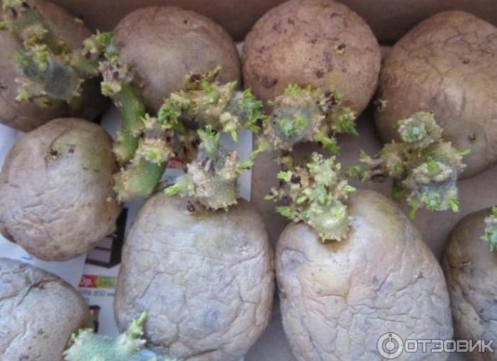 Покълнали картофи