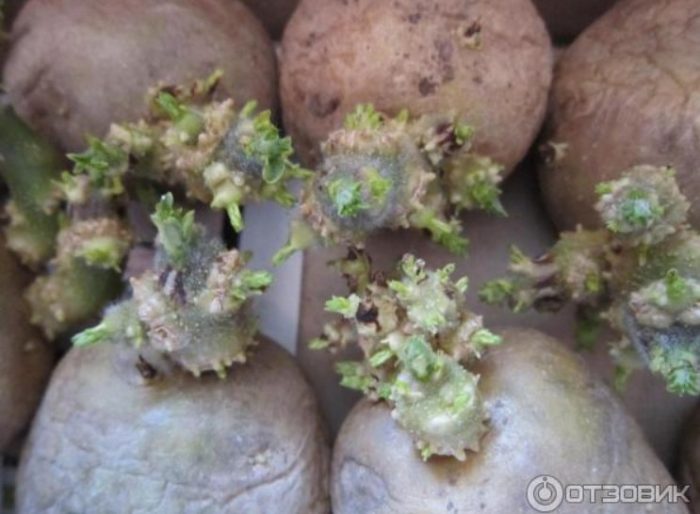 Кълнове с кафяво гниене