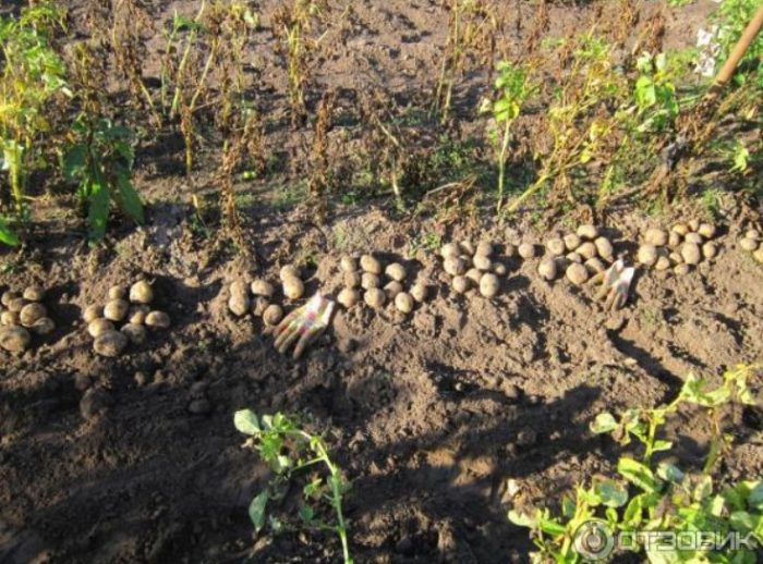 Сорт картофи Адрета изкопани