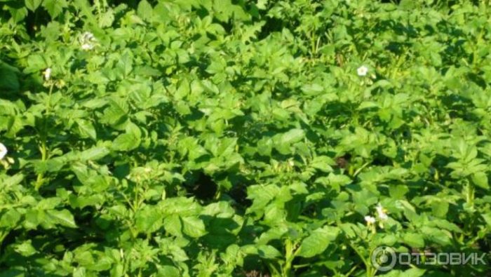 Листа от картофи Adretta