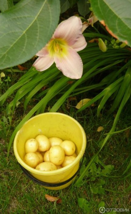 Реколта в кофа