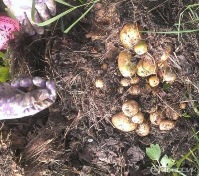 Прибиране на реколтата