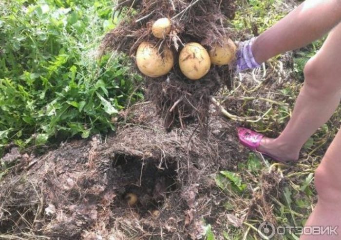 Клубени на храст