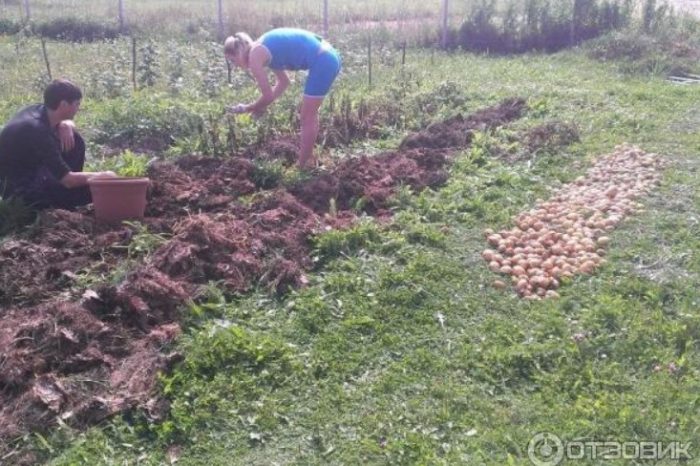 Събиране на картофи