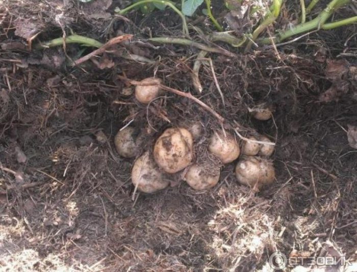 Адрета храст