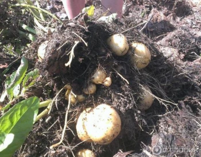 Жълта Адрета