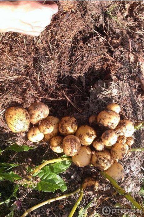 Картофени клубени